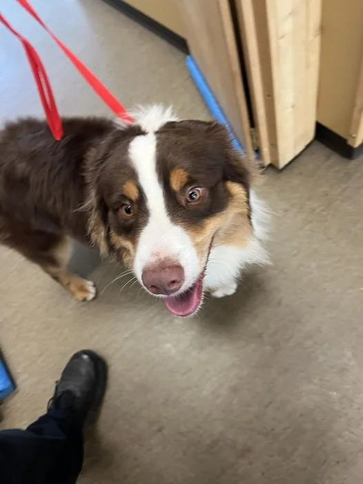 GONE TO SHELTER / HAPPY ENDINGS - NANAIMO BC. / JULY 20, 2024