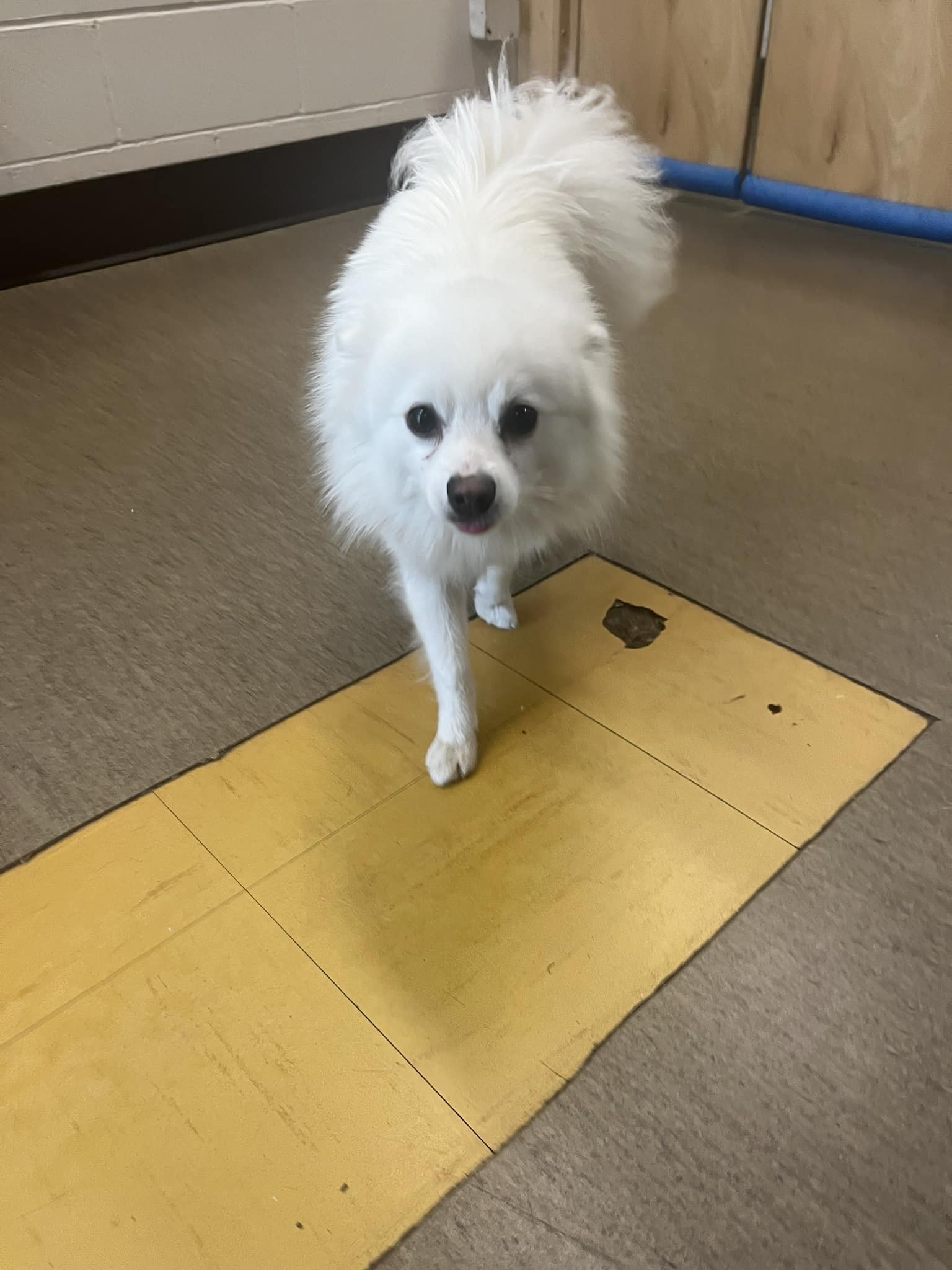      

 
     Nanaimo Animal Control Services     July 14 &nbsp; ·  home Found at Country Club Mall, number on collar called, no answer. Please call 250-616-0233. 
 




















  
  



     