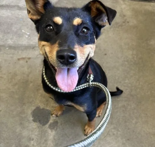 GONE TO SHELTER / TRANSFERRED TO RESCUE - CEDAR BC. / JULY 16, 2024