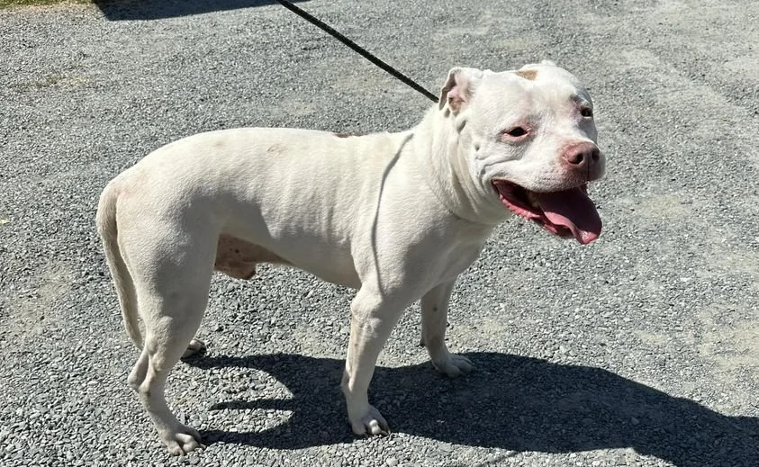 GONE TO SHELTER / HAPPY ENDINGS -N. DUNCAN BC. / JULY 19, 2024