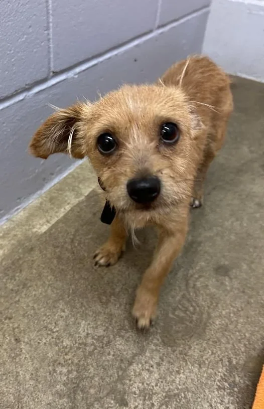 GONE TO SHELTER / TRANSFERRED TO RESCUE - DUNCAN BC. / JULY 18, 2024