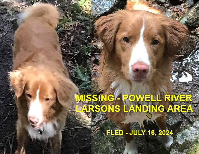 HAPPY ENDINGS - POWELL RIVER BC. / PIPER / JULY 15, 2024