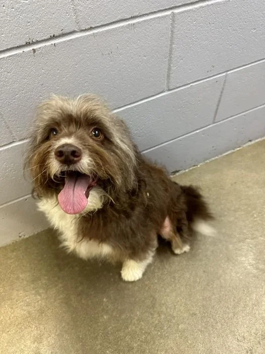 GONE TO SHELTER / TRANSFERRED TO RESCUE - DUNCAN BC. / JULY 16, 2024