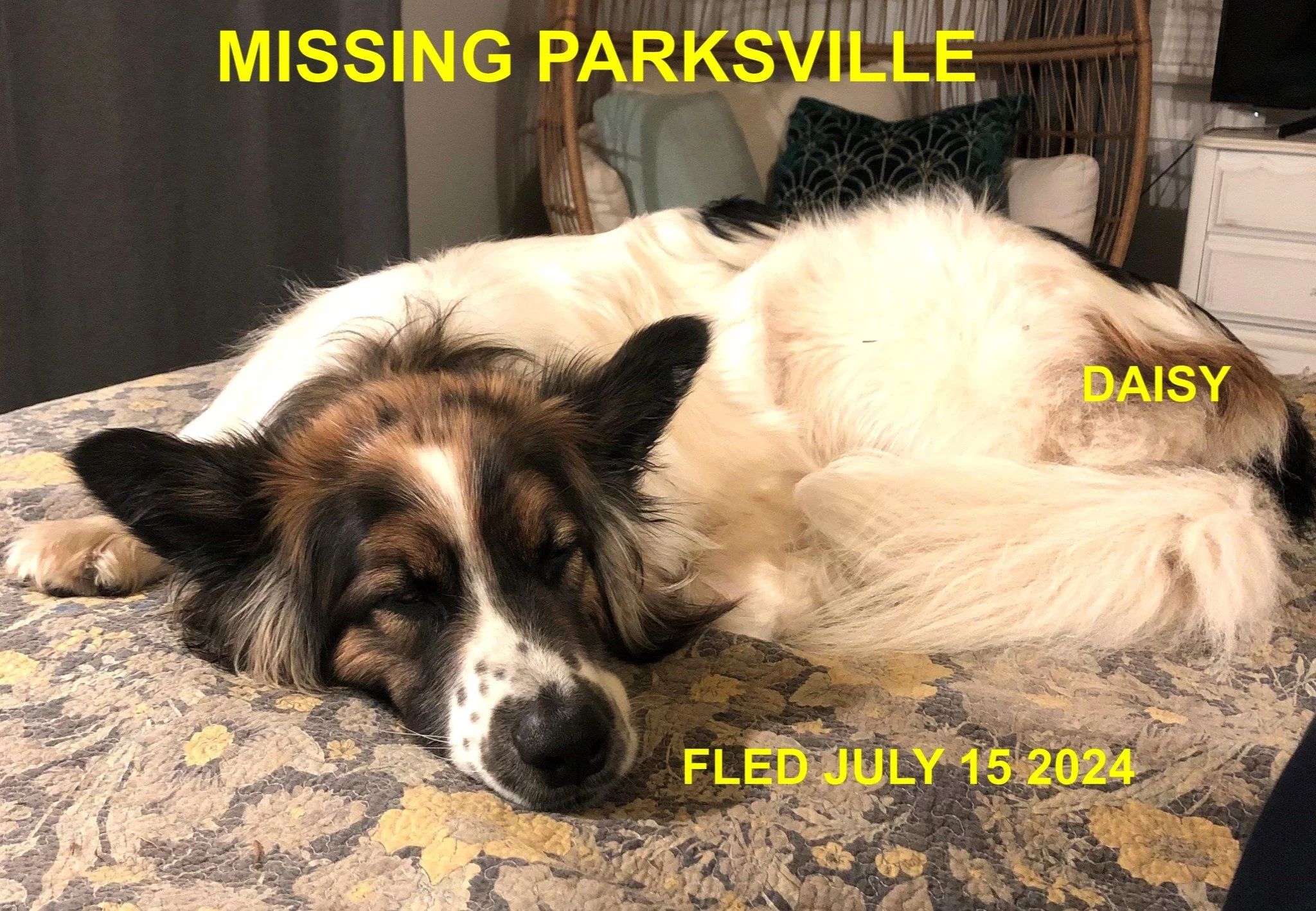 HAPPY ENDINGS - PARKSVILLE BC. / DAISY / JULY 15, 2024