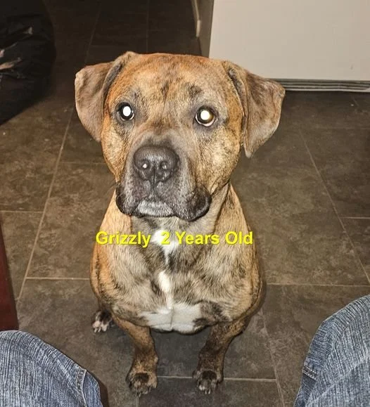 GONE TO SHELTER / HAPPY ENDINGS - NANAIMO BC. / GRIZZY / JULY 13, 2024