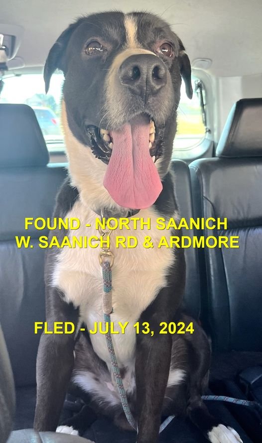 GONE TO SHELTER - NORTH SAANICH BC. / JULY 13, 2024