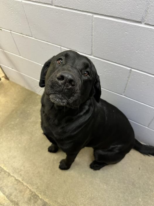 GONE TO SHELTER / HAPPY ENDINGS - DUNCAN BC. / JULY 12, 2024