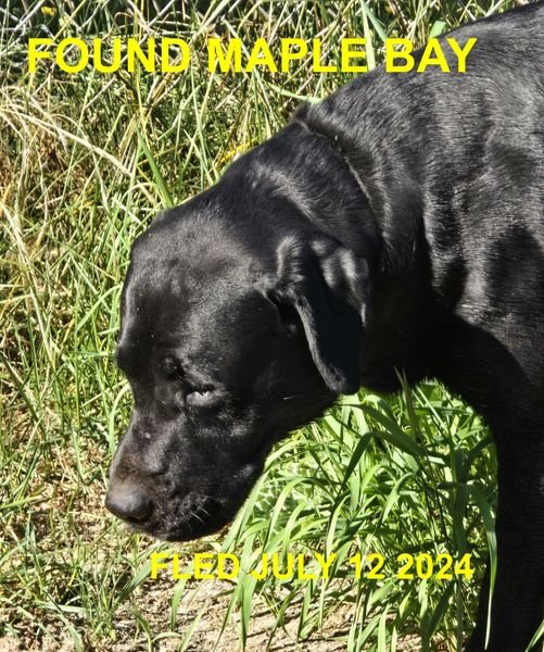 GONE TO SHELTER - MAPLE BAY BC. / JULY 12, 2024