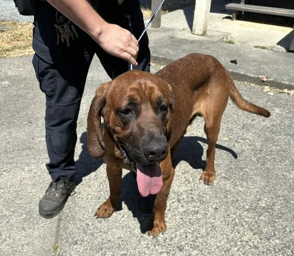 GONE TO SHELTER / HAPPY  ENDINGS - DUNCAN / ELVIS / JULY 10, 2024