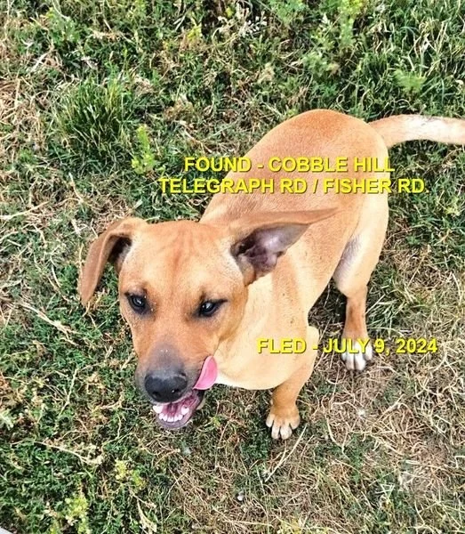 HAPPY ENDINGS - COBBLE HILL BC. / JULY 9, 2024