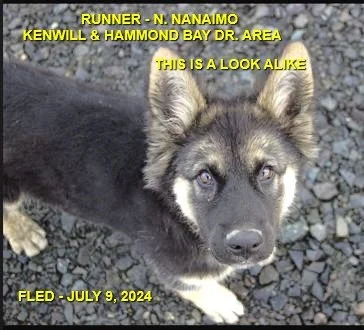 UNRESOLVED - N. NANAIMO BC. / JULY 9, 2024