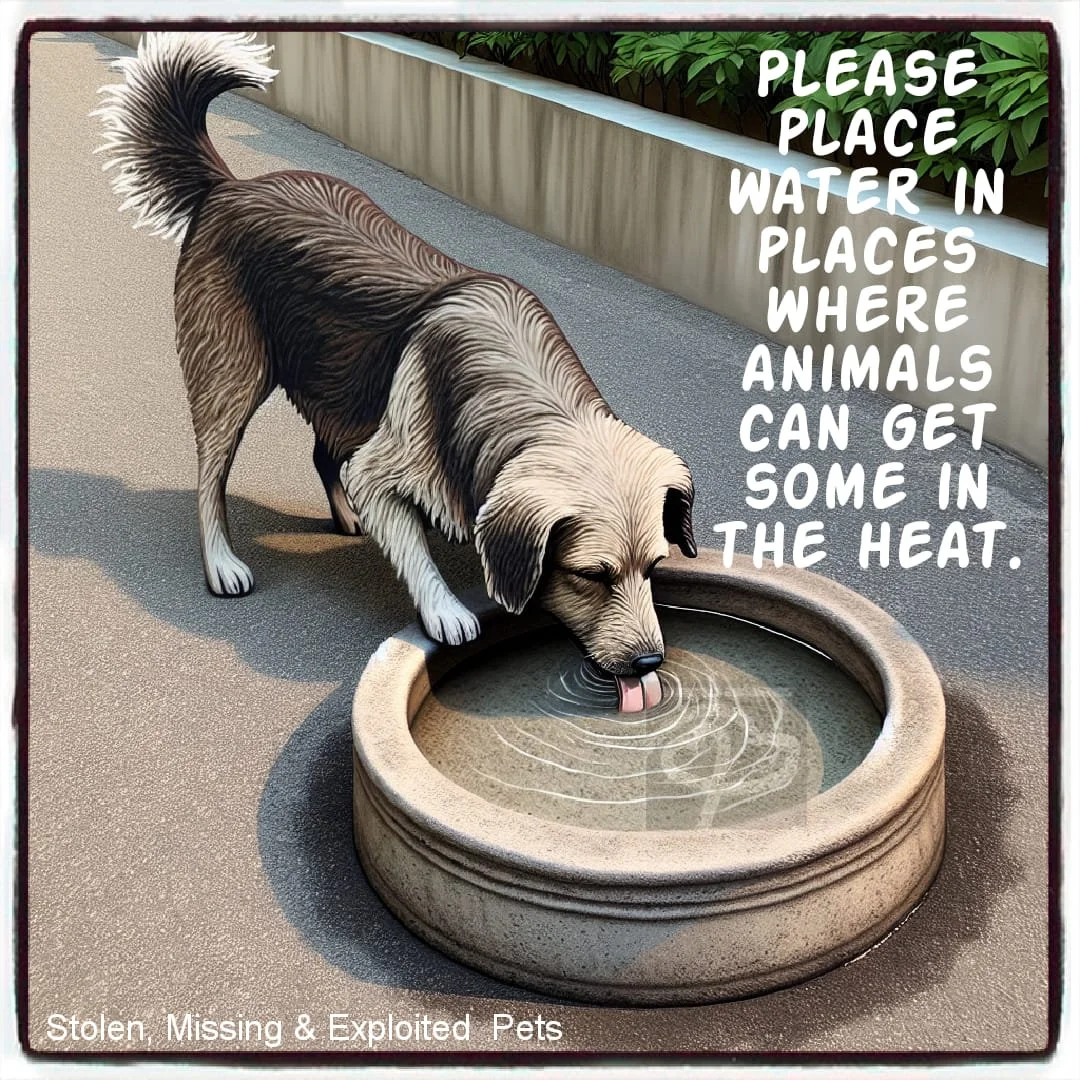 PSA  --  PUT WATER OUT IN THE HEAT 