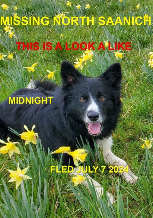 HAPPY ENDINGS - N. SAANICH BC. / MIDNIGHT / JULY 7, 2024