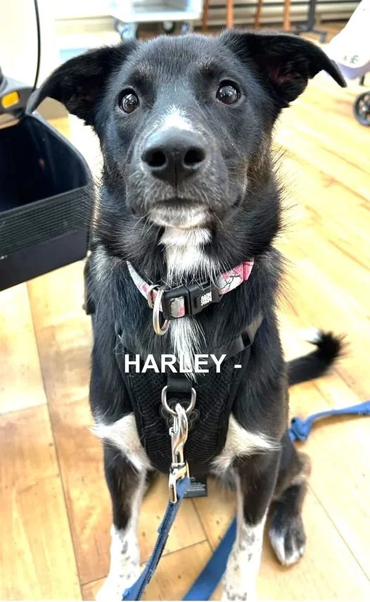 HAPPY ENDINGS - COLWOOD BC. / HARLEY / JULY 6, 2024