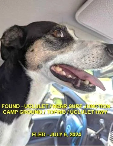 HAPPY ENDINGS - UCLULET BC. / JULY 6, 2024