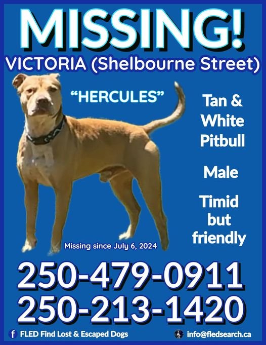 HAPPY ENDINGS - SAANICH BC. / HERCLUES / JULY 6, 2024