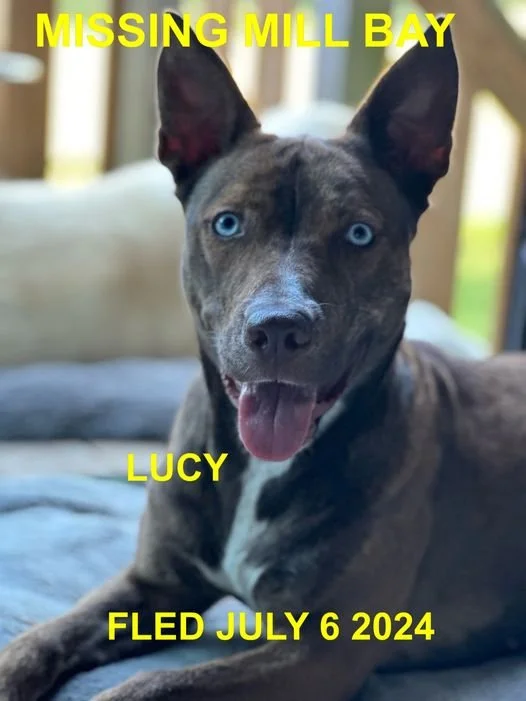 HAPPY ENDINGS - MILL BAY BC. /  LUCY / JULY 5, 2024