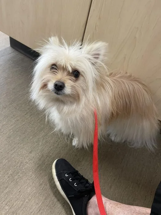 GONE TO SHELTER / HAPPY ENDINGS - NANAIMO BC. / JULY 2, 2024