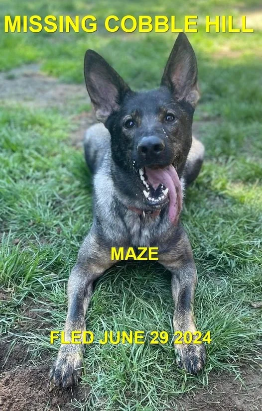 HAPPY ENDINGS - COBBLE HILL BC. / MAZE / JUNE 29, 2024