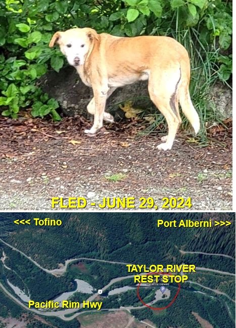 GONE TO SHELTER - PORT ALBERNI BC. / JUNE 29, 2924