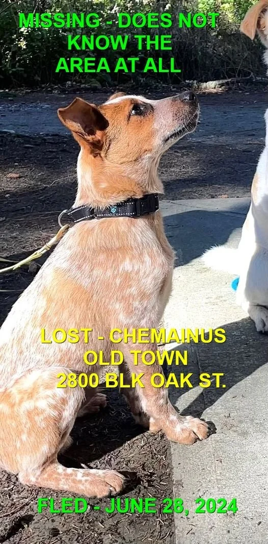 HAPPY ENDINGS - CHEMAINUS BC. / THEO / JUNE 28, 2024