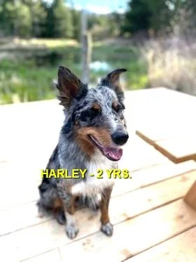 HAPPY ENDINGS - COOMBS BC. / HARLEY / JUNE 28, 2024