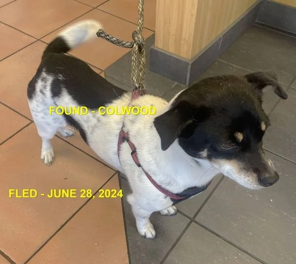 GONE TO SHELTER - COLWOOD BC. / JUNE 28, 2024