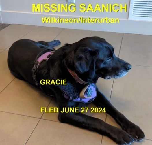 HAPPY ENDINGS - SAANICH BC. / GRACIE / JUNE 27, 2024