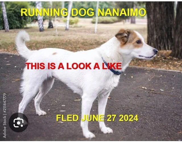 HAPPY ENDINGS - NANAIMO BC. / JUNE 27, 2024