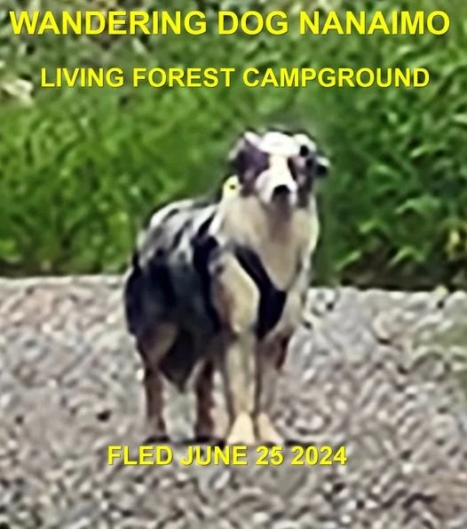 HAPPY ENDINGS - NANAIMO BC. / JUNE 25, 2024