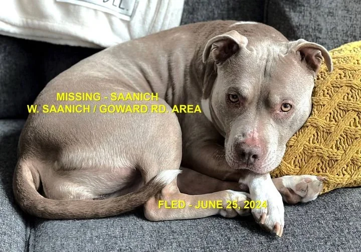 HAP;PY ENDINGS - SAANICH BC. / HARLOW / JUNE 25, 2024