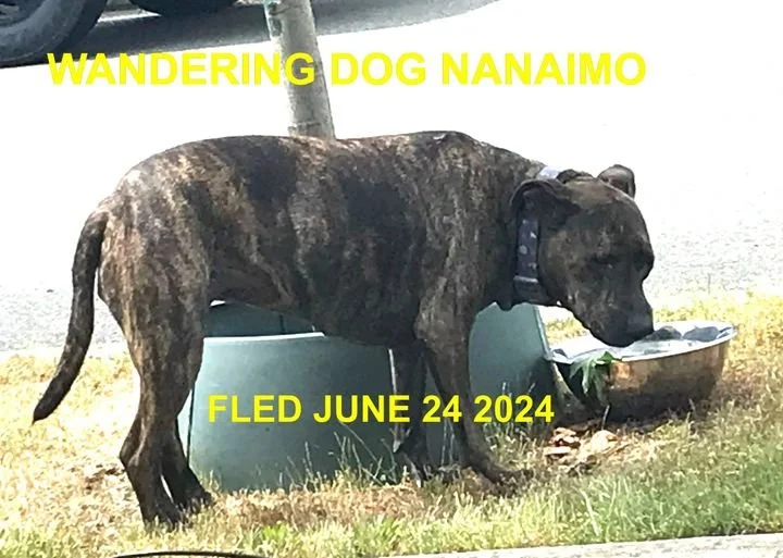 UNRESOLVED - NANAIMO BC. / JUNE 22, 2024