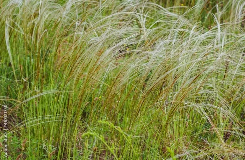 PSA - SPEAR GRASS WARNING