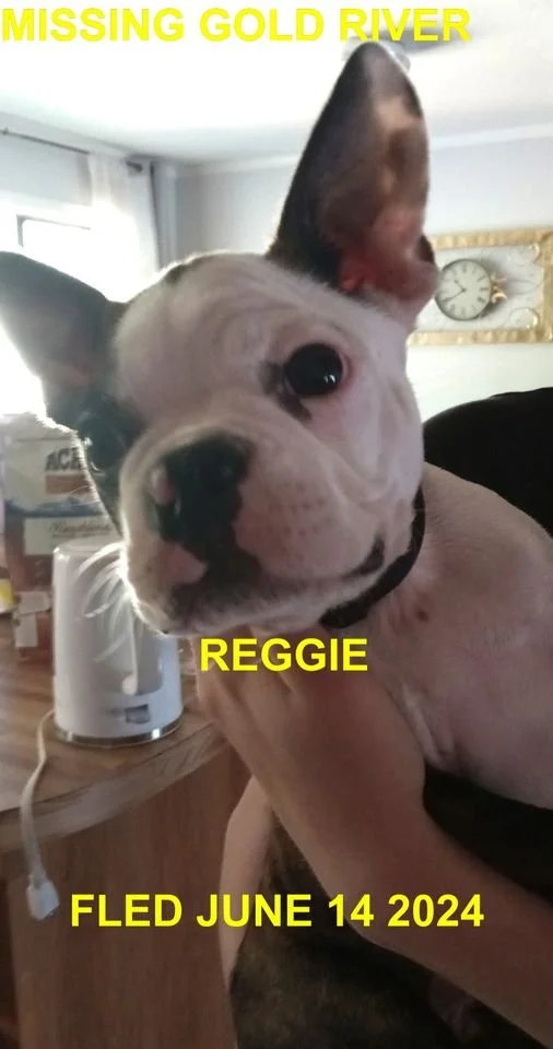 HAPPY ENDINGS - GOLD RIVER BC. / REGGIE / JUNE 14, 2024