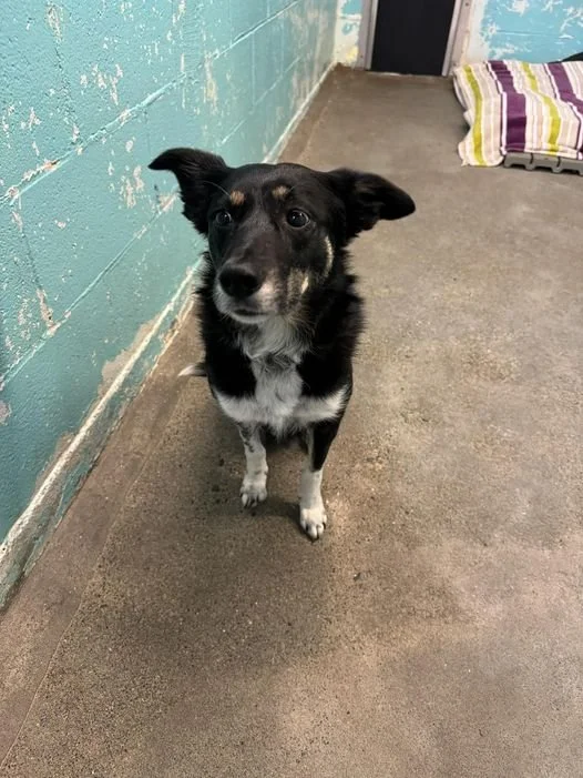 GONE TO SHELTER / HAPPY ENDINGS - NANAIMO BC. / VADA / APRIL 17, 2024