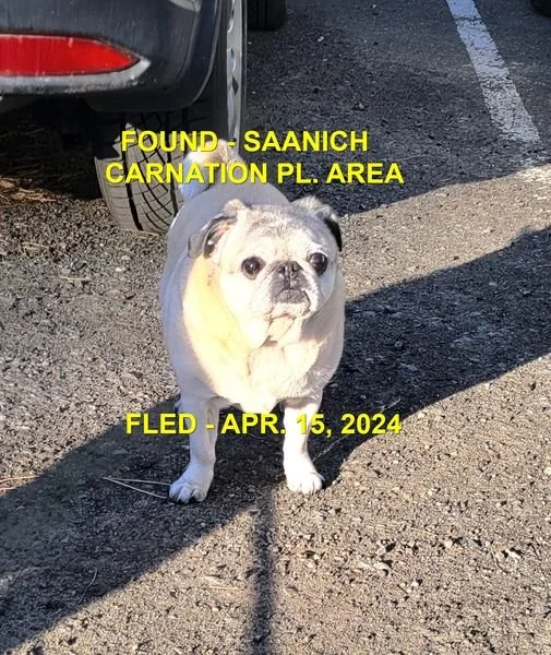 HAPPY ENDINGS - SAANICH BC. / APRIL 15, 2024