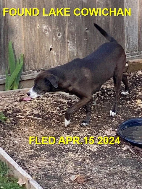 WENT HOME ON HER OWN - LAKE COWICHAN BC. / APRIL 15, 2024