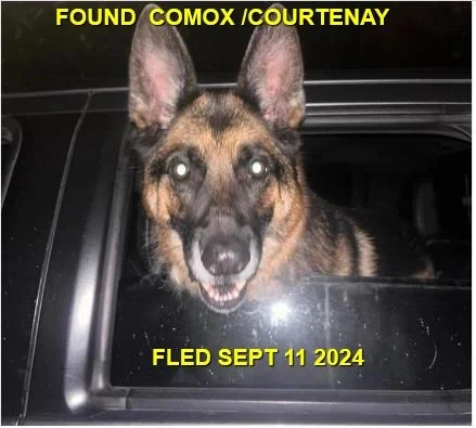 HAPPY ENDINGS - COMOX BC. / SEPT 11, 2024