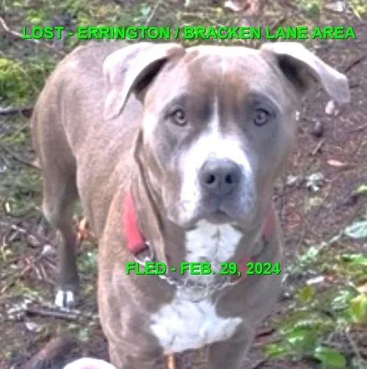 HAPPY ENDINGS - ERRINGTON BC. / BELLA / FEB. 29, 2024