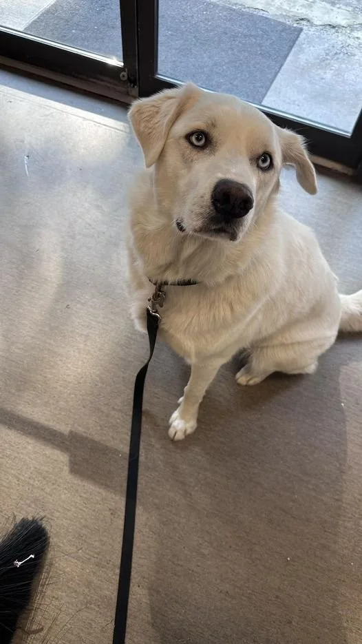 GONE TO SHELTER - GONE HOME - NANAIMO BC. / TORO / MAY 17, 2023
