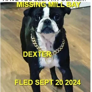 HAPPY ENDINGS - MILL BAY BC. / DEXTER / SEPT. 20, 2024