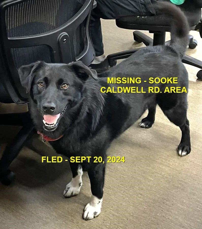 HAPPY ENDINGS - SOOKE BC. / DISCO / SEPT 20, 2024