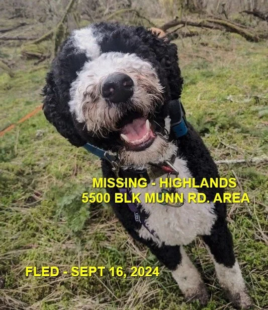 HAPPY ENDINGS - HIGHLANDS BC. / FINN / SEPT 16, 2024