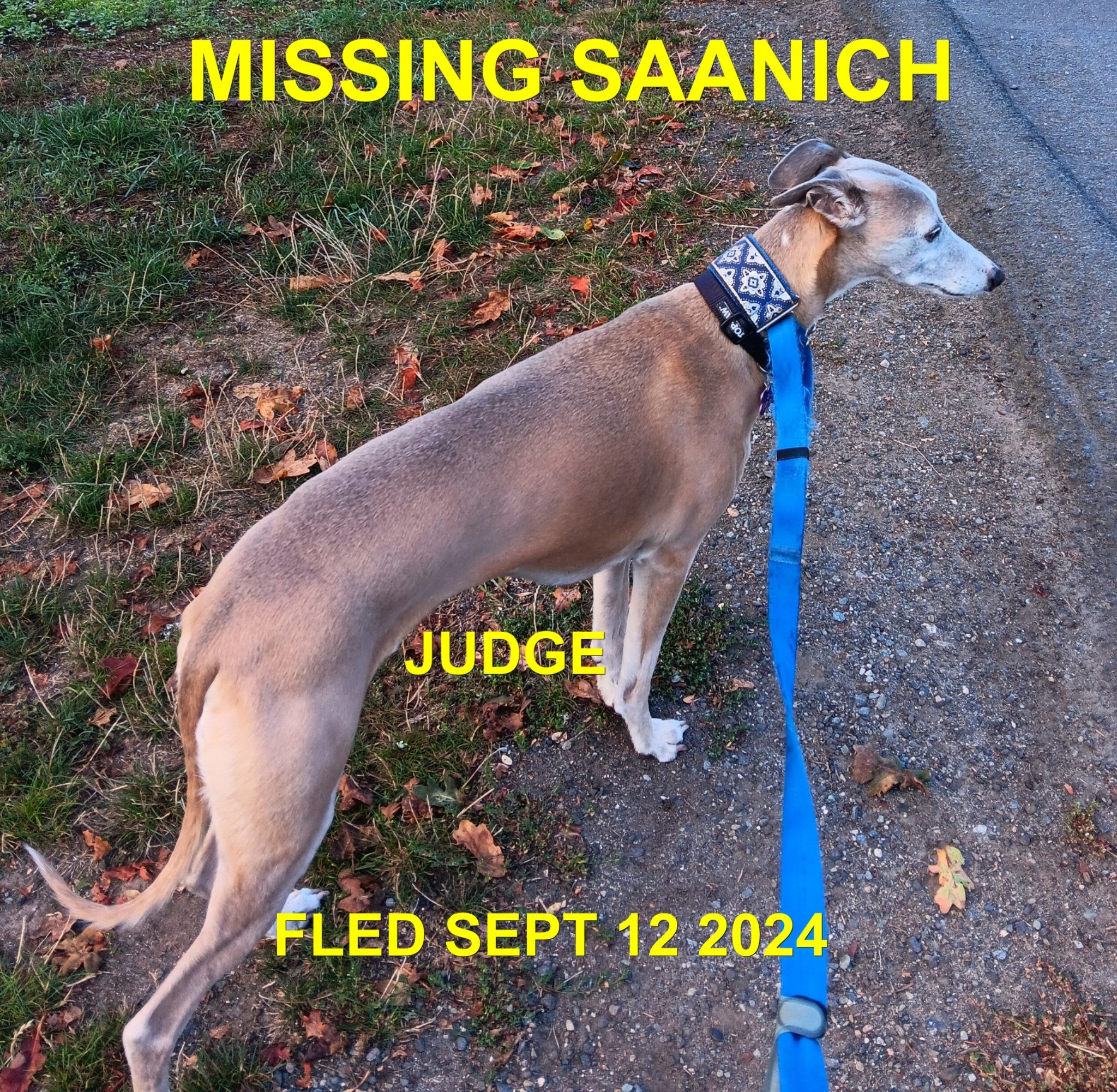 OVER THE RAINBOW BRIDGE - SAANICH BC. / JUDGE / SEPT 12, 2024