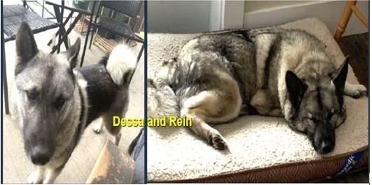 HAPPY ENDINGS - SHAWNIGAN LAKE BC. / DESSA &amp; REIN / SEPT 2, 2024