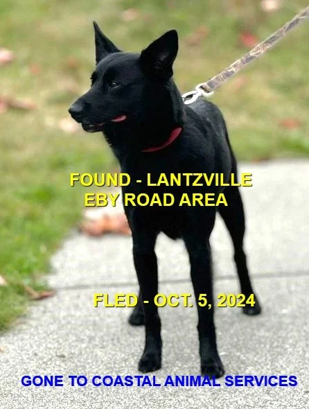 GONE TO SHELTER - LANTZVILLE BC. / OCT. 5, 2024