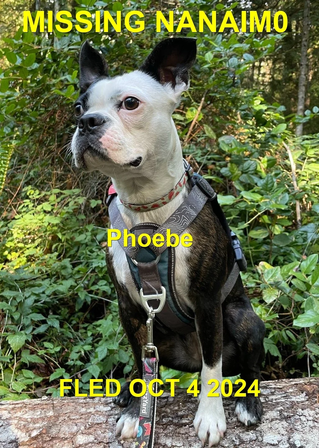 HAPPY ENDINGS - NANAIMO BC. / PHOEBE / OCT. 4, 2024