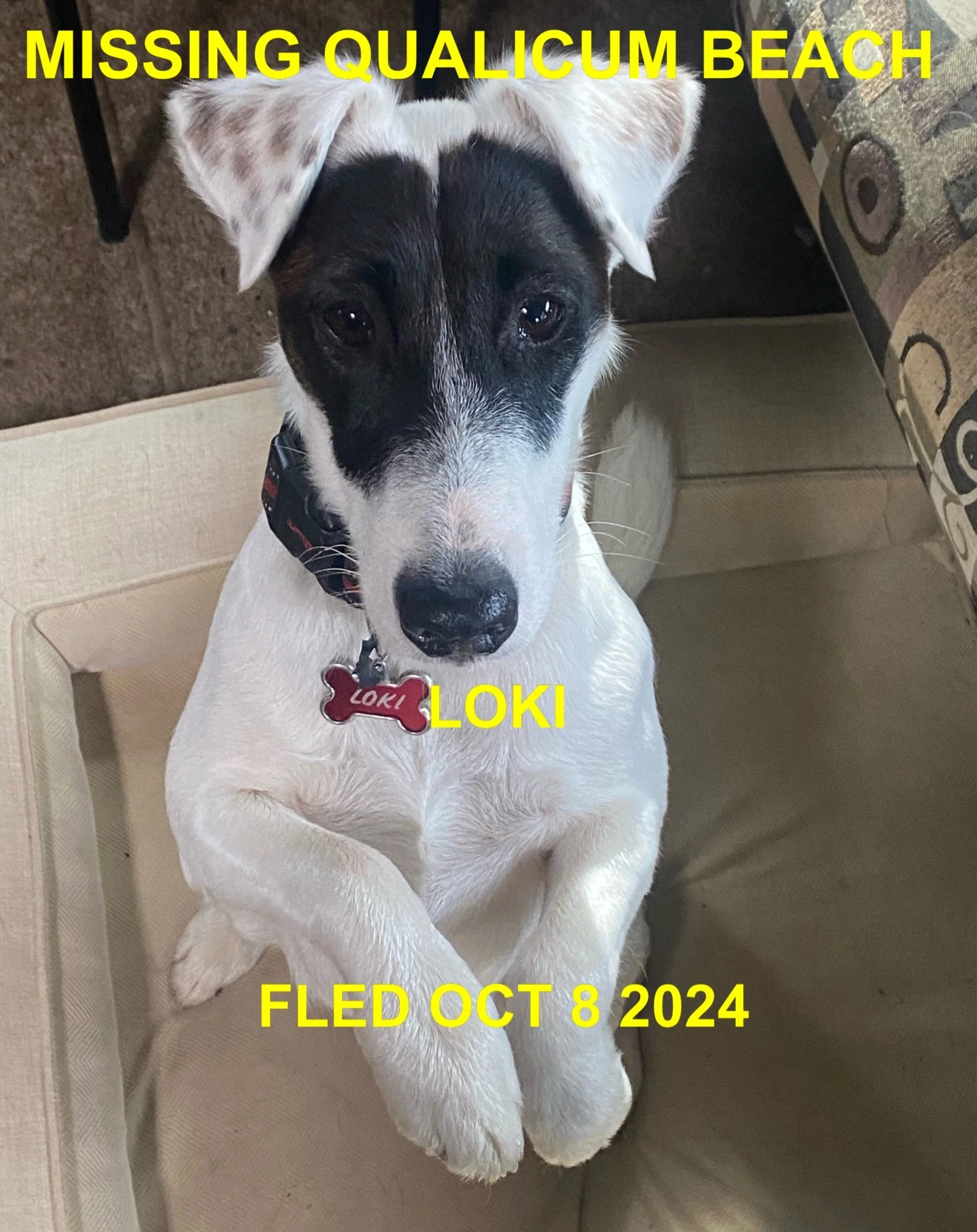 HAPPY ENDINGS - QUALICUM BEACH BC. / LOKI / OCT. 8, 2024