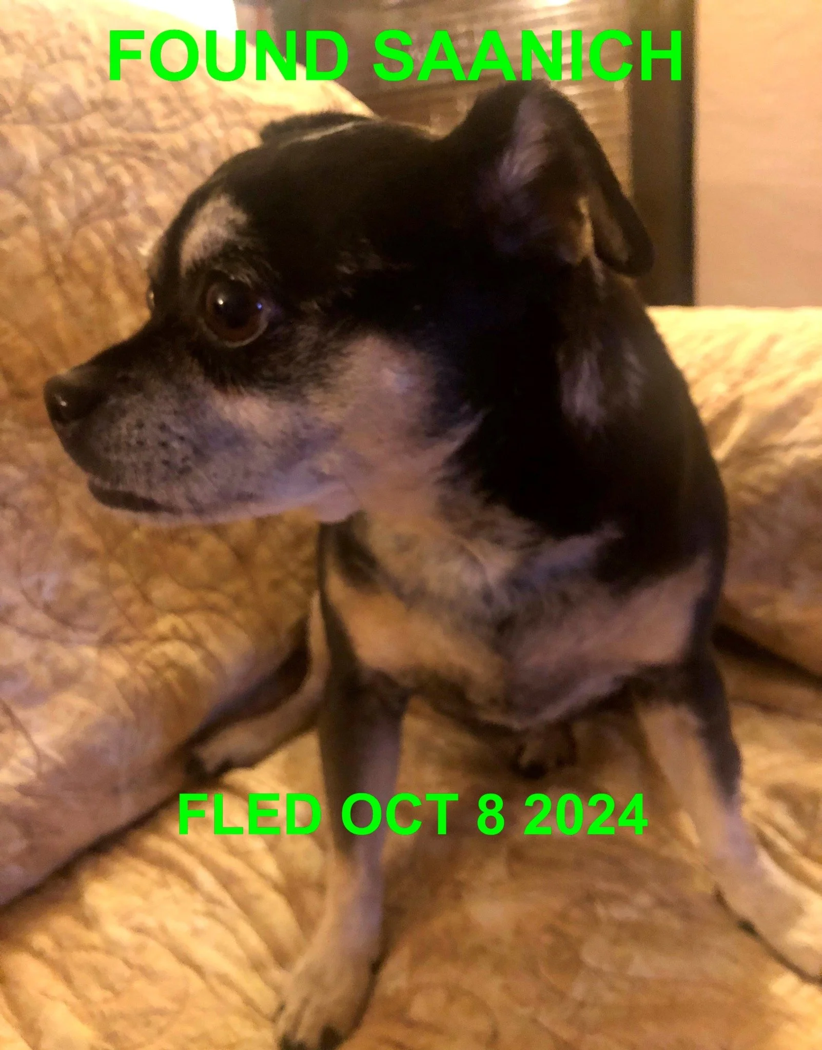 HAPPY ENDINGS - SAANICH BC. / OCT. 8, 2024