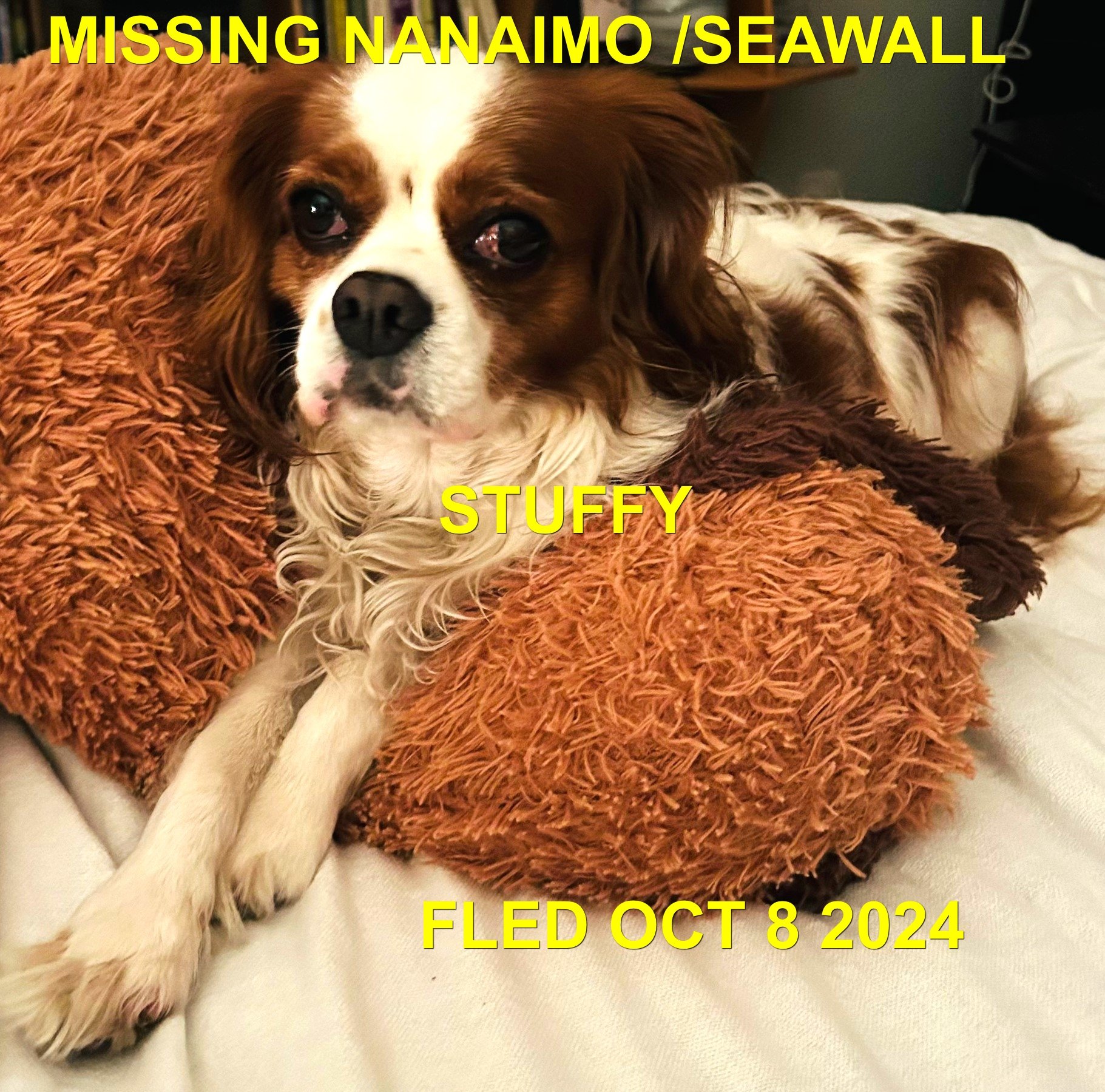 HAPPY ENDINGS - NANAIMO BC. / STUFFY / OCT 7, 2024